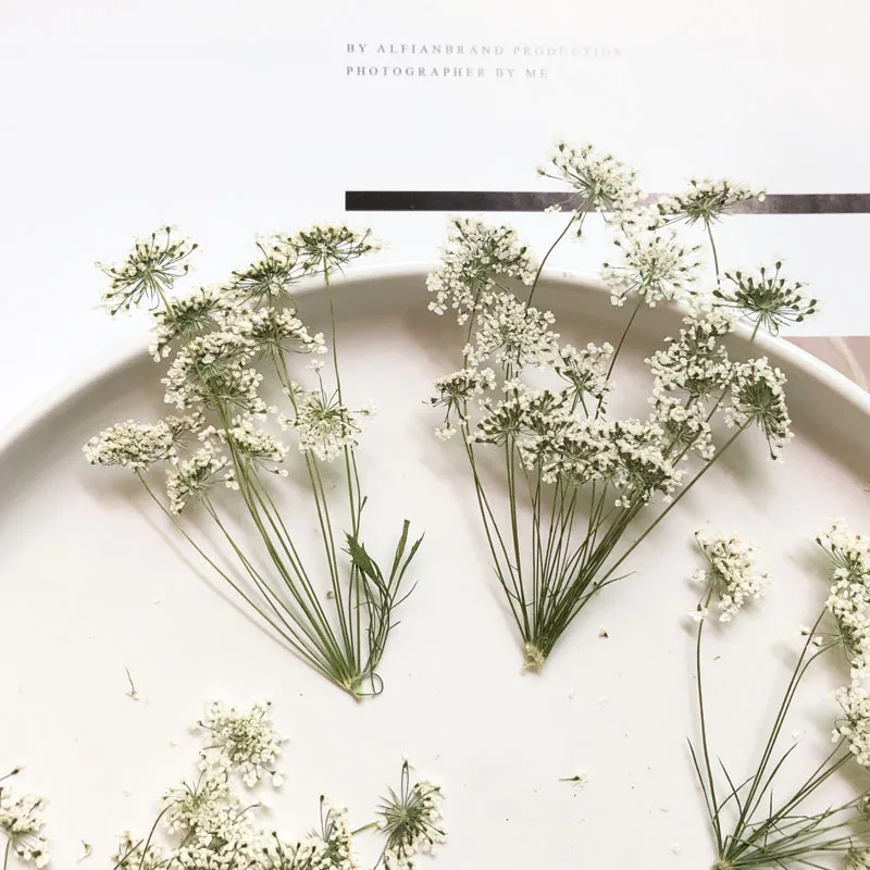 Craft Embellishment - 5-7 ซม./12 pcs,หิมะเล็กๆดอกไม้สาขา,ดอกไม้แห้งลายนูน DIY โทรศัพท์มือถือ SHELL,